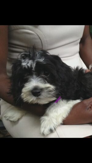 Al Roker Instagram - 12 years ago, this sweet little girl named Pepper changed our lives. Yesterday, we had to say goodbye. While our hearts are heavy, they are also fuller because of all the love she bestowed on everyone who got to meet her.