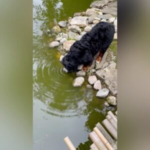 Aleksandr Buynov Instagram - Всем летний привет…Делюсь фрагментами редкого выходного дня: новая волна жары добралась не только до нас, но и до братьев наших меньших.  Марчи как всегда удивляет) В такую погоду самое время выгулять свою «ласточку», кстати , когда мы выезжаем на прогулку – без внимания не остается никто, часто слышу вслед : «Это Александр Буйнов за рулем», это приятно, народ узнает). Ну и конечно , как я говорил ранее – у нас есть теплица, и первый урожай радует  тем , что - только солнце и своевременный полив. Вот. Теперь Ваша очередь, дорогие мои , делится в комментариях своими огородными успехами, будем обмениваться опытом) #буйнов #лето #марчи #выходной #москва