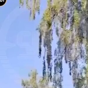 Aleksandr Nevzorov Instagram - ⚡️Утром эскадрилья украинских беспилотников «пощупала» и слегка опалила москву. 
Взрывы произошли: ул.Атласова в новой москве, Новой Риге, Одинцово, на ленинском проспекте,в Истре,Барвихе и еще где-то.

Навестили русскую столицу довольно скромные и в принципе, добродушные БПЛА.
Конечно, все грохотало и лопалось, но это еще не бомбардировка и не атака, это «проба пера». Настоящие атаки впереди.

Собственно, именно на эти события я очень аккуратно и намекал вчера в программе «Экстракт». ( можете убедиться лично). 
https://www.youtube.com/live/GWpg1qeLf7Y?feature=share

Рыдающим и ошеломленным москвичам следует поэкономить эмоции. Они пригодятся для настоящих бомбежек, для прилета больших ракет,  пожаров, кровищи ,исходов беженцев, паникующих толп, долгих посиделок в метро и других радостей реальной войны.

Питер, конечно, еще более уязвим, чем москва.( по ряду понятных причин).

Здесь русским следует отключить державный гонор, пустые обиды и принять неприятную реальность. 
То, что произошло и произойдет в ближайшее время - это естественная и закономерная «ответка» на преступления путинского режима в Украине. 
Война телевизор не смотрит. У нее своя железная логика: всё, что можно россии - можно и Украине.
Мою известную реплику «не бомбите и не бомбимы будете» - можно списать и забыть. Она более не актуальна.  Слишком много совершено необратимого.
Подписывайтесь на telegram канал- все самое важное и интересное там! 
#Невзоров
@nevzorov.tv #москва #беспилотник #атакабеспилотников #панцырь #
