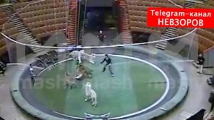Aleksandr Nevzorov Instagram - Ну вот, отличное видео для тех, кто сомневался в том, что садизм является «основой основ» всякой цирковой дрессировки животных.
ВСЕ, что вы видите в цирке-это всегда результат методичных издевательств, избиений и применения «спецсредств».
Исключений нет.
Все «цирковые» давно приучились сладко врать о своих «мягких методах».

На данном видео -fratelli запашные, заслуженные и опытные садисты, отправившие своей дрессировкой на «тот свет» не один десяток зверей.
(Как правило, «репетиции» снимать категорически запрещается. Но тут случилось «то самое исключение».)

Fratelli, наверняка будут ссылаться на то, что они «разнимали грызню». Но здесь «грызня» вызвана именно побоями и истерикой зверей. Более того, запашные продолжают привычно метелить и садировать успокоившихся зверей.

Хотя данный эпизод и «потряс» зоозащитников, став материалом для УД- он не содержит ничего особенного или экстраординарного. Это- норма цирковой дрессуры.
Невзоров ❗️Подписывайтесь на telegram- все что нельзя публиковать здесь, хроника войн- все там. 
@nevzorov.tv #цирк #запашные #избиения #жестокоеобращениесживотными