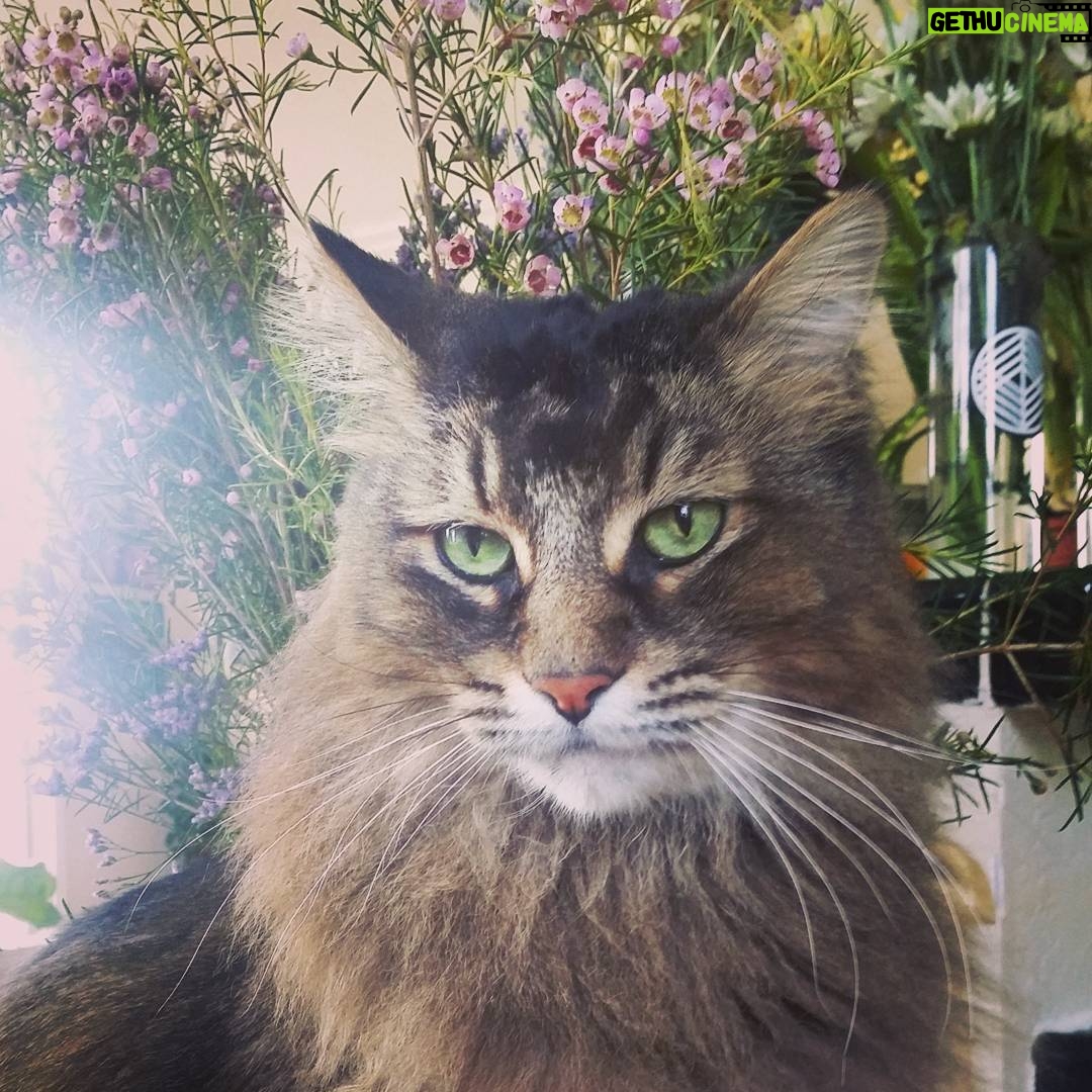 Alex Essoe - 235 Likes - King of the castle. @maximusthefat
@veloccica
#max #madmax #maximus #notevenmycat #prince #cat #catsofinstagram
