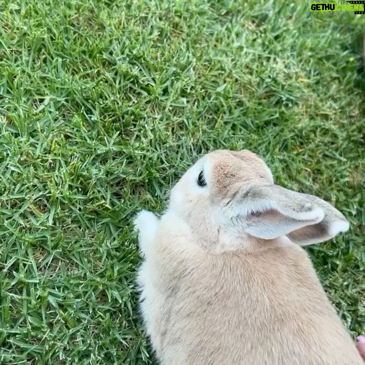 Alex Gracia - 479 Likes - Yesterday our little Emma Bunny passed. She lived a hard life before we adopted her at 5 years old but we did our best to give her the happiest and fullest life we could provide for her in her final years. It hurts so much right now as it was very sudden but we will cherish all of her sassyness, her silly mannerisms, and all of the love she gave us and the love we gave her. She will always be a part of our family and live in our hearts forever🐰♥️