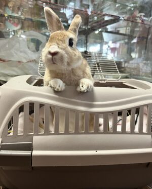 Alex Gracia Instagram - Yesterday our little Emma Bunny passed. She lived a hard life before we adopted her at 5 years old but we did our best to give her the happiest and fullest life we could provide for her in her final years. It hurts so much right now as it was very sudden but we will cherish all of her sassyness, her silly mannerisms, and all of the love she gave us and the love we gave her. She will always be a part of our family and live in our hearts forever🐰♥️