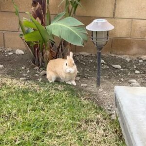 Alex Gracia Instagram - Yesterday our little Emma Bunny passed. She lived a hard life before we adopted her at 5 years old but we did our best to give her the happiest and fullest life we could provide for her in her final years. It hurts so much right now as it was very sudden but we will cherish all of her sassyness, her silly mannerisms, and all of the love she gave us and the love we gave her. She will always be a part of our family and live in our hearts forever🐰♥️