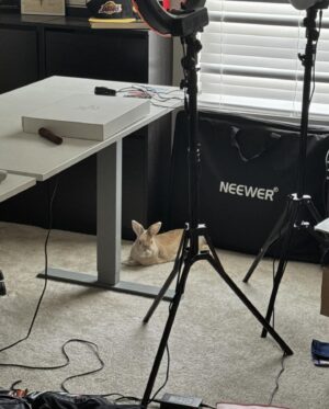 Alex Gracia Instagram - Yesterday our little Emma Bunny passed. She lived a hard life before we adopted her at 5 years old but we did our best to give her the happiest and fullest life we could provide for her in her final years. It hurts so much right now as it was very sudden but we will cherish all of her sassyness, her silly mannerisms, and all of the love she gave us and the love we gave her. She will always be a part of our family and live in our hearts forever🐰♥️