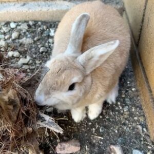 Alex Gracia Instagram - Yesterday our little Emma Bunny passed. She lived a hard life before we adopted her at 5 years old but we did our best to give her the happiest and fullest life we could provide for her in her final years. It hurts so much right now as it was very sudden but we will cherish all of her sassyness, her silly mannerisms, and all of the love she gave us and the love we gave her. She will always be a part of our family and live in our hearts forever🐰♥️