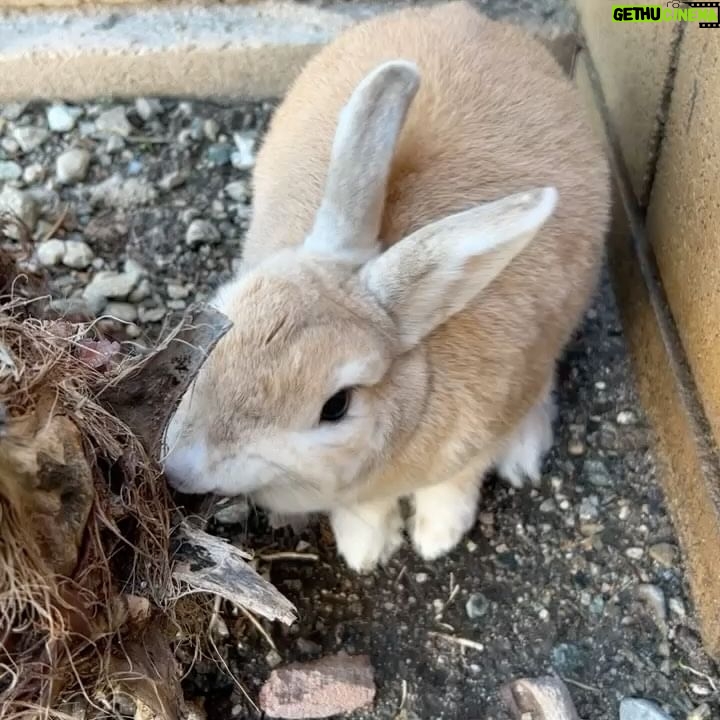 Alex Gracia - 479 Likes - Yesterday our little Emma Bunny passed. She lived a hard life before we adopted her at 5 years old but we did our best to give her the happiest and fullest life we could provide for her in her final years. It hurts so much right now as it was very sudden but we will cherish all of her sassyness, her silly mannerisms, and all of the love she gave us and the love we gave her. She will always be a part of our family and live in our hearts forever🐰♥️