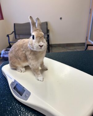 Alex Gracia Instagram - Yesterday our little Emma Bunny passed. She lived a hard life before we adopted her at 5 years old but we did our best to give her the happiest and fullest life we could provide for her in her final years. It hurts so much right now as it was very sudden but we will cherish all of her sassyness, her silly mannerisms, and all of the love she gave us and the love we gave her. She will always be a part of our family and live in our hearts forever🐰♥️