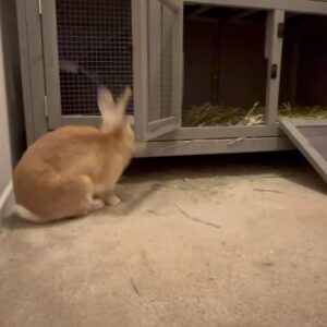Alex Gracia Instagram - Yesterday our little Emma Bunny passed. She lived a hard life before we adopted her at 5 years old but we did our best to give her the happiest and fullest life we could provide for her in her final years. It hurts so much right now as it was very sudden but we will cherish all of her sassyness, her silly mannerisms, and all of the love she gave us and the love we gave her. She will always be a part of our family and live in our hearts forever🐰♥️