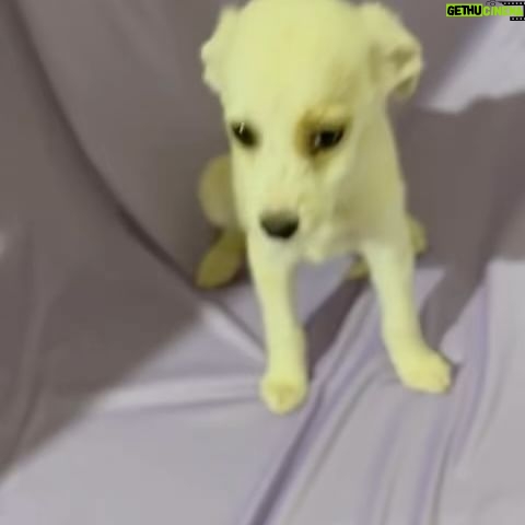 Álex Perea - 10.3K Likes - Veo tantos videos de personas abandonando a sus perros y me da tanta rabia que existan personas tan cobardes y con cero empatía, afortunadamente existen personas también, que rescatan y ayudan a perritos en situación de calle. Bienvenida a la familia! Muchas gracias @adoptaunangelmascota #adoptanocompres 🐾✨🐶