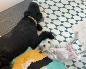 Alex Winter Instagram - The dogs are dancing like fools to some Motown.