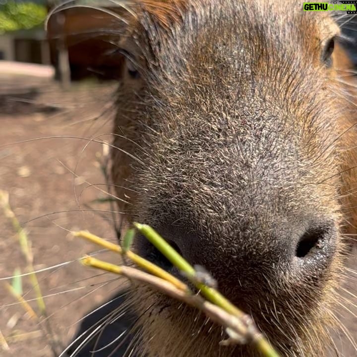 Alex the Astronaut - 732 Likes - Taronga Conservation Society and Zoo let me come meet Pedro, Sanchez, Carlos, Guillermo and Rodney for my birthday and it was the best day of my life. Capybaras are all I care about now. I love these giant rat pigs. They are so cute and talented they can hold their breathe for five minutes and are as fast as a horse. Thank you Jacob for introducing me to your furry friends they are perfect in every way. The way Taronga protects some of the most vulnerable animals in our world makes me proud to have gone here since I was five. Go the capybaras @tarongazoo