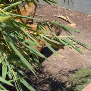 Alex the Astronaut Instagram - Taronga Conservation Society and Zoo let me come meet Pedro, Sanchez, Carlos, Guillermo and Rodney for my birthday and it was the best day of my life. Capybaras are all I care about now. I love these giant rat pigs. They are so cute and talented they can hold their breathe for five minutes and are as fast as a horse. Thank you Jacob for introducing me to your furry friends they are perfect in every way. The way Taronga protects some of the most vulnerable animals in our world makes me proud to have gone here since I was five. Go the capybaras @tarongazoo