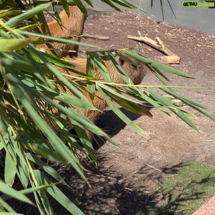 Alex the Astronaut - 732 Likes - Taronga Conservation Society and Zoo let me come meet Pedro, Sanchez, Carlos, Guillermo and Rodney for my birthday and it was the best day of my life. Capybaras are all I care about now. I love these giant rat pigs. They are so cute and talented they can hold their breathe for five minutes and are as fast as a horse. Thank you Jacob for introducing me to your furry friends they are perfect in every way. The way Taronga protects some of the most vulnerable animals in our world makes me proud to have gone here since I was five. Go the capybaras @tarongazoo