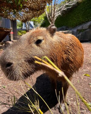 Alex the Astronaut Instagram - Taronga Conservation Society and Zoo let me come meet Pedro, Sanchez, Carlos, Guillermo and Rodney for my birthday and it was the best day of my life. Capybaras are all I care about now. I love these giant rat pigs. They are so cute and talented they can hold their breathe for five minutes and are as fast as a horse. Thank you Jacob for introducing me to your furry friends they are perfect in every way. The way Taronga protects some of the most vulnerable animals in our world makes me proud to have gone here since I was five. Go the capybaras @tarongazoo