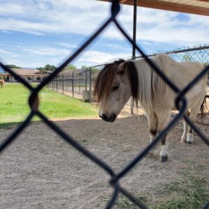 Alexandra Holden Instagram - When I told my dear friend I was going to Los Olivos for the weekend she implored me to visit Quicksilver Ranch and check out the mini horses.  Request granted - it did not disappoint 🐴 #quicksilverranch #minihorse #santaynez #winecountry