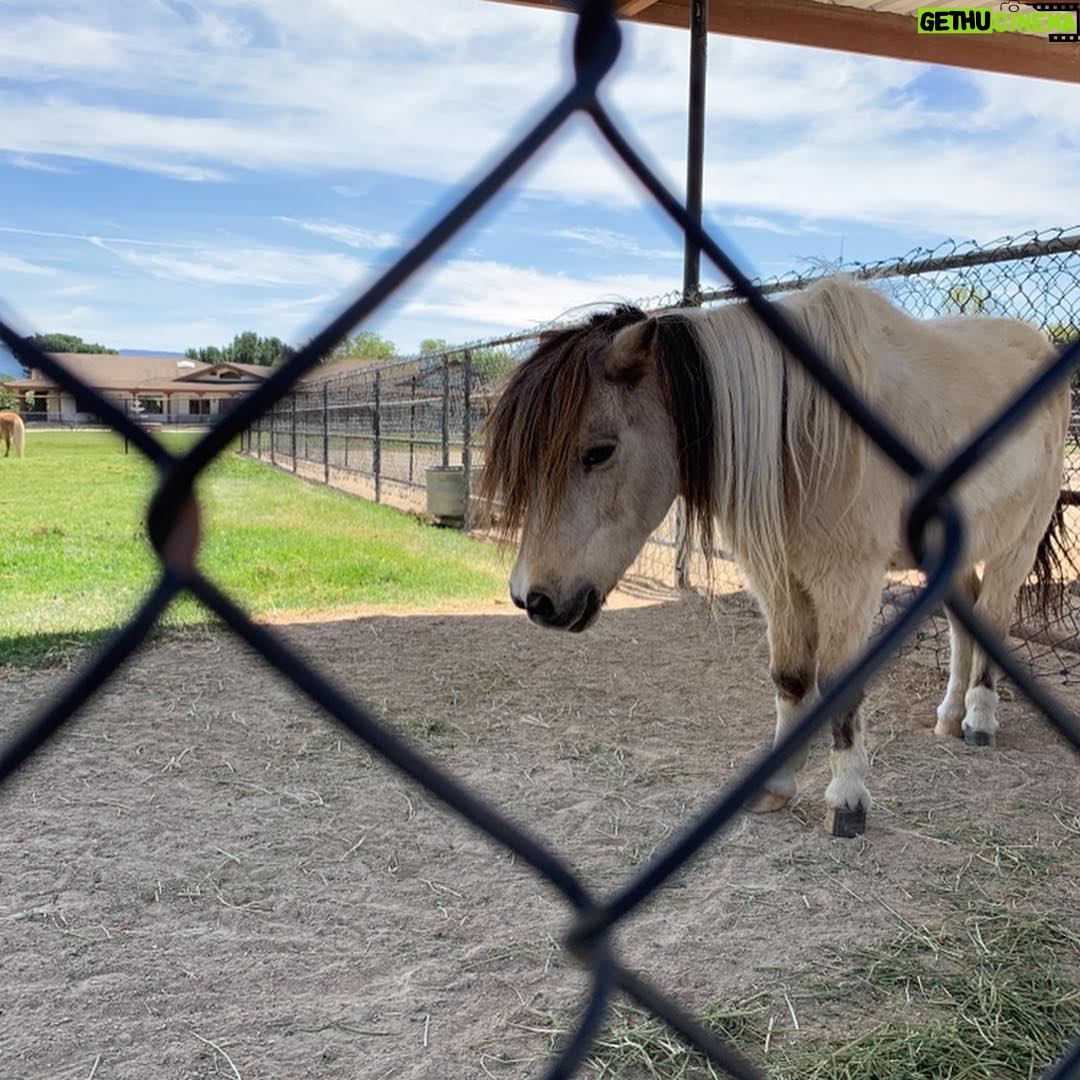 Alexandra Holden - 493 Likes - When I told my dear friend I was going to Los Olivos for the weekend she implored me to visit Quicksilver Ranch and check out the mini horses. Request granted - it did not disappoint 🐴 #quicksilverranch #minihorse #santaynez #winecountry