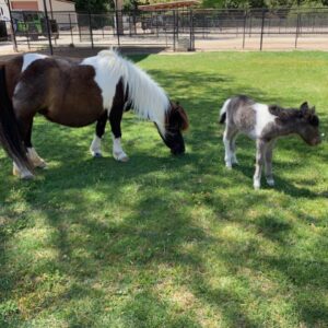 Alexandra Holden Instagram - When I told my dear friend I was going to Los Olivos for the weekend she implored me to visit Quicksilver Ranch and check out the mini horses.  Request granted - it did not disappoint 🐴 #quicksilverranch #minihorse #santaynez #winecountry