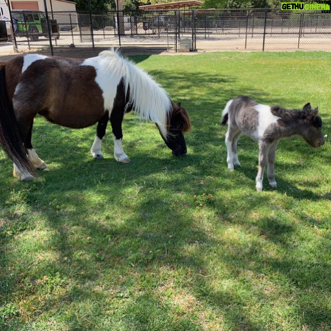 Alexandra Holden - 493 Likes - When I told my dear friend I was going to Los Olivos for the weekend she implored me to visit Quicksilver Ranch and check out the mini horses. Request granted - it did not disappoint 🐴 #quicksilverranch #minihorse #santaynez #winecountry
