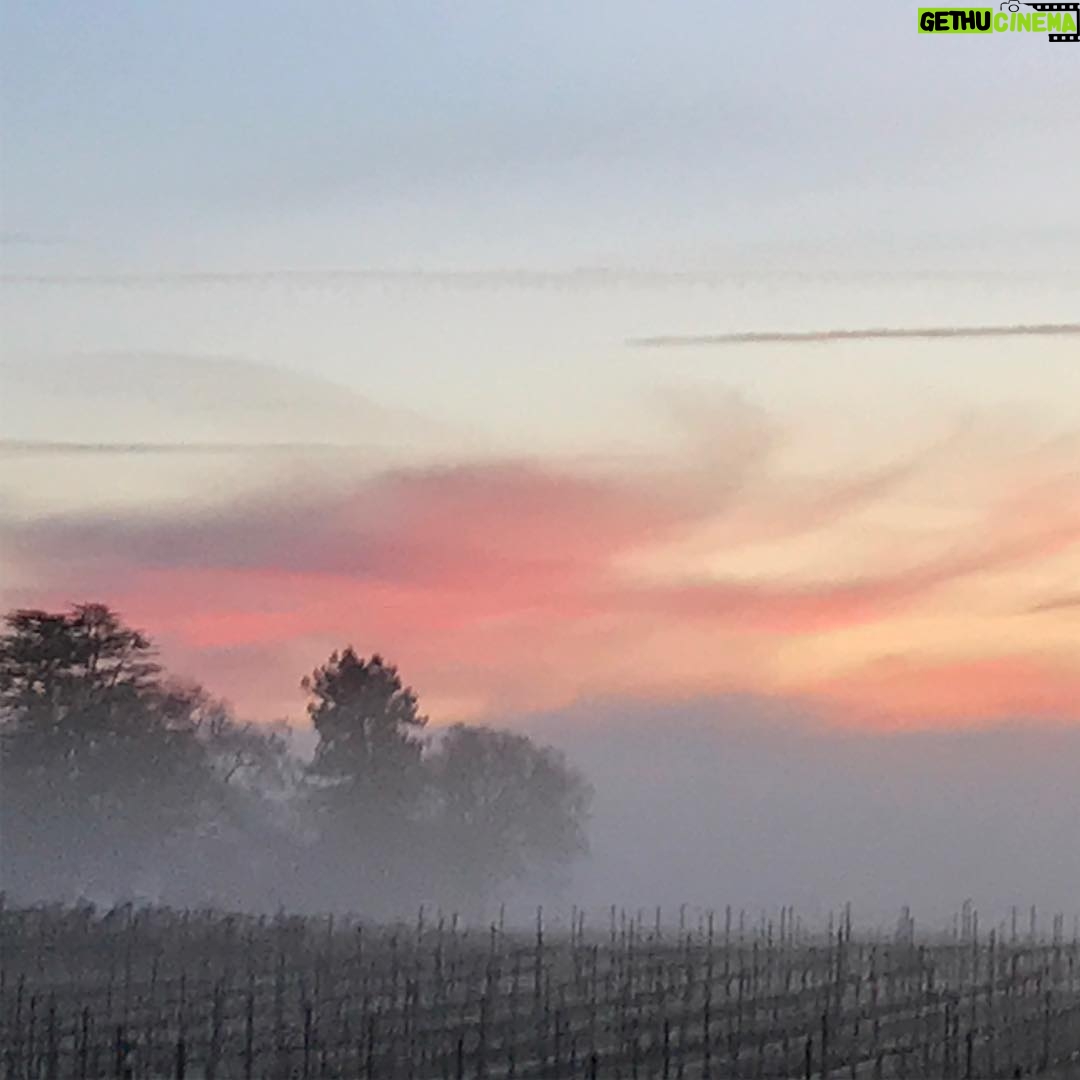 Alexandra Holden - 160 Likes - Sunrise in Healdsburg #winecountry #sonoma #sonomastrong #healdsburg #vineyard @thomasgeorgeestates