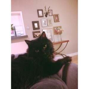 Alexandra Krosney Instagram - You were enigmatic, aggressively affectionate, elusive, beautiful, loving and surprisingly sweet. We were lucky to have 17 weird years with you, Lolita. If there’s a heaven for cats, I hope it has a big bed for you to hide under. You were by far the strangest woman I’ve ever been in a relationship with.