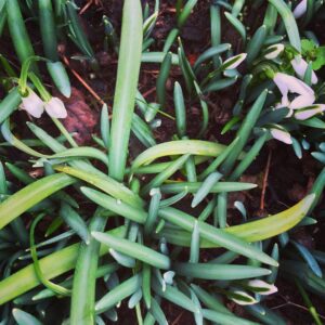 Alexandra Neldel Instagram - #frühlingserwachen auf dem #balkon 🌷🌺🌼 #snowdrop #readyforsummer