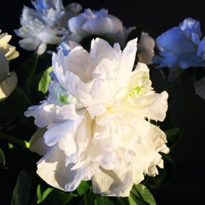 Alexandra Neldel Instagram - "Frohe Pfingsten" 
#longweekend#peonies#beautyfulflowers