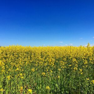Alexandra Neldel Instagram - Happy yellowMonday..🐝 #spring #Berlin#perfektday#colourblock