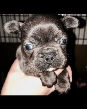 Alfie Allen Instagram - The gorgeous boy Ata... 3 weeks old... came back to get him a couple months later... Daddy’s home soon good boy
