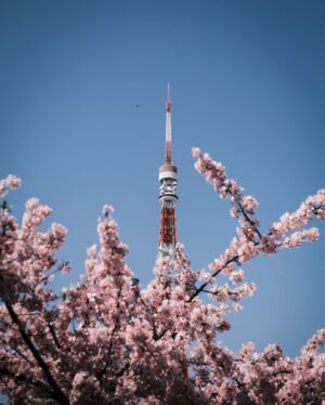 Alfred Hui Instagram - 【 🗼Day 12 】
/
旅程尾聲 Tokyo Flash
遇上睇到櫻花嘅緣分🌸
/
#自許紀錄 於 日本東京
@alf_records 
/
#唔好unfollow我住啦
#仲有幾日就post曬喇