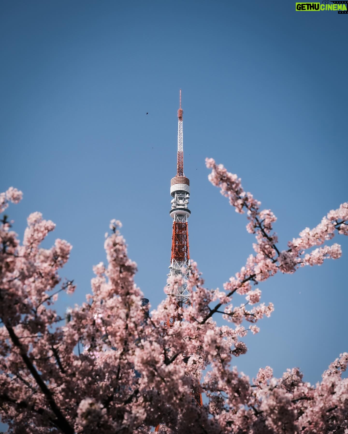 Alfred Hui - 3.7K Likes - 【 🗼Day 12 】
/
旅程尾聲 Tokyo Flash
遇上睇到櫻花嘅緣分🌸
/
#自許紀錄 於 日本東京
@alf_records
/
#唔好unfollow我住啦
#仲有幾日就post曬喇