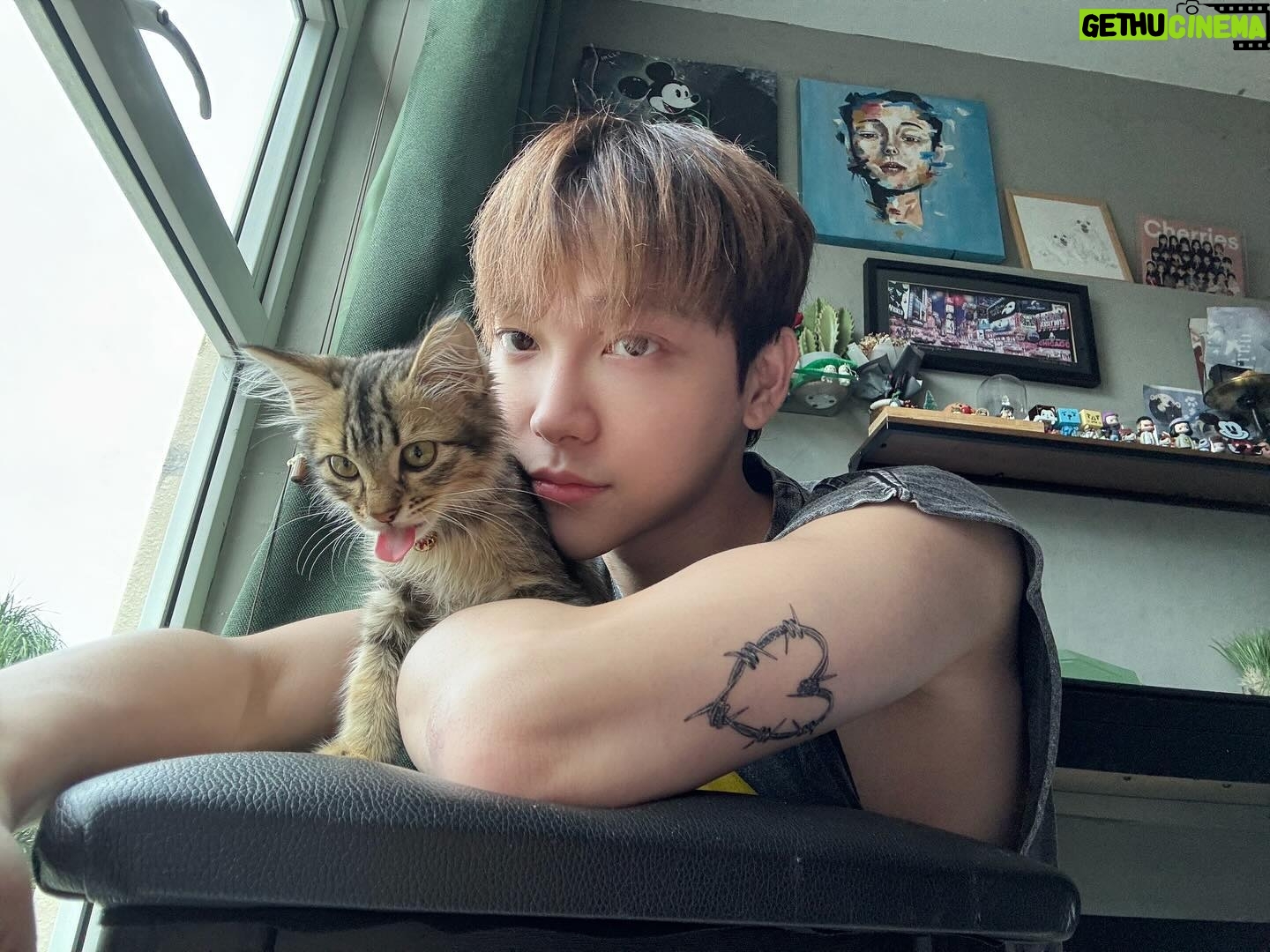 Alfred Sng - 6.7K Likes - Im officially a cat dad!! Found Rocket 3 weeks ago, alone, hiding in the drain along a quiet street (meowing at me for food).
After a few hours of observing, I decided to adopt this little baby and give him a new home. Last image was taken when I first saw him 🥺
Say Hi to Rocket! 🚀😍