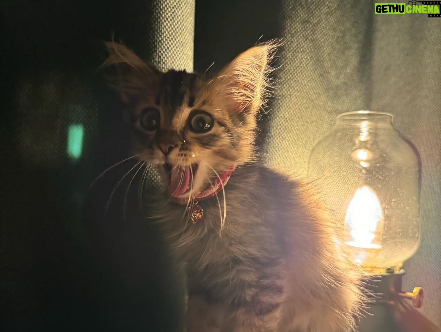 Alfred Sng - 6.7K Likes - Im officially a cat dad!! Found Rocket 3 weeks ago, alone, hiding in the drain along a quiet street (meowing at me for food).
After a few hours of observing, I decided to adopt this little baby and give him a new home. Last image was taken when I first saw him 🥺
Say Hi to Rocket! 🚀😍