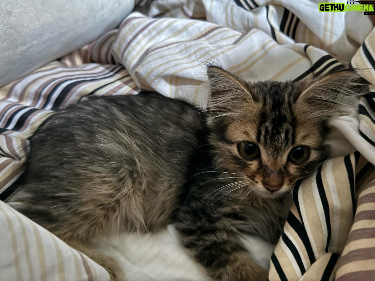 Alfred Sng - 6.7K Likes - Im officially a cat dad!! Found Rocket 3 weeks ago, alone, hiding in the drain along a quiet street (meowing at me for food).
After a few hours of observing, I decided to adopt this little baby and give him a new home. Last image was taken when I first saw him 🥺
Say Hi to Rocket! 🚀😍