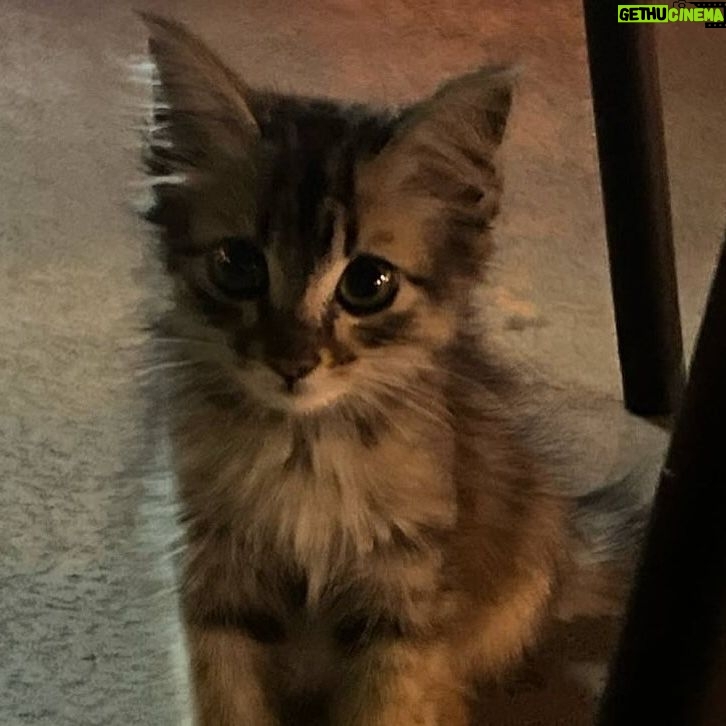 Alfred Sng - 6.7K Likes - Im officially a cat dad!! Found Rocket 3 weeks ago, alone, hiding in the drain along a quiet street (meowing at me for food).
After a few hours of observing, I decided to adopt this little baby and give him a new home. Last image was taken when I first saw him 🥺
Say Hi to Rocket! 🚀😍