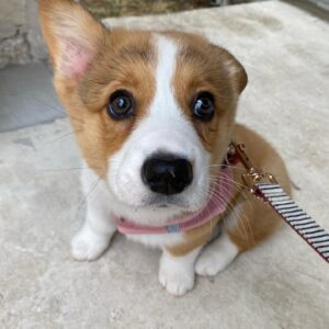 Alfredo Diaz Instagram - Last Thursday, Gabu’s right ear was floppy. That same ear today has been up all morning!