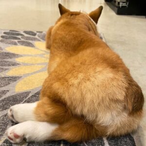 Alfredo Diaz Instagram - Fluff Butt.