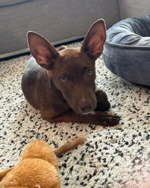 Ali Liebert Instagram - Currently over here obsessed with our boy Sabzi 🐕  we don't know his breed as his mama Molly was rescued by @peluditos_lamanzanilla when she was pregnant..but we have heard many suggestions! 
Lab - Doberman - Chihuahua - Xolo 
What do you think?
🐾🐾🐾
#SabziJoonKashLiebert 
#puppy #puppylove #rescue #rescuepups #xoloitzcuintle (?) @sabzijoonkashliebert
