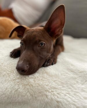 Ali Liebert Instagram - Currently over here obsessed with our boy Sabzi 🐕  we don't know his breed as his mama Molly was rescued by @peluditos_lamanzanilla when she was pregnant..but we have heard many suggestions! 
Lab - Doberman - Chihuahua - Xolo 
What do you think?
🐾🐾🐾
#SabziJoonKashLiebert 
#puppy #puppylove #rescue #rescuepups #xoloitzcuintle (?) @sabzijoonkashliebert