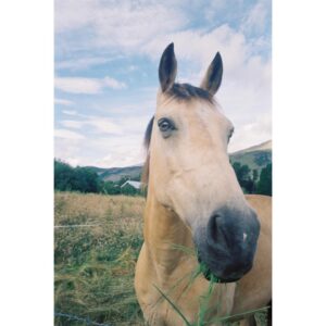 Alice Englert Instagram - A horse !