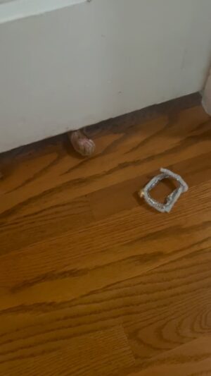 Alicia Coppola Instagram - Playing ring toss with a kitten under a door is now my favorite thing to do.