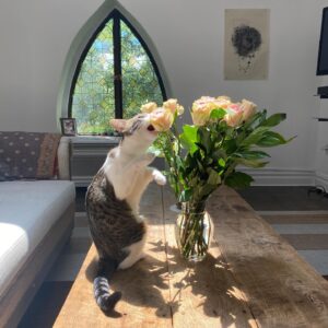 Alicia Goranson Instagram - Lupe