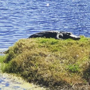 Alicia Goranson Instagram - Golf
