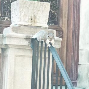 Alicia Goranson Instagram - Shamelessly mugging Squirrel.