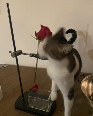 Alicia Goranson Instagram - Hate on this high holiday all you want.  But sometimes it’s simply about wine and chocolate and giving your Princess a rose.