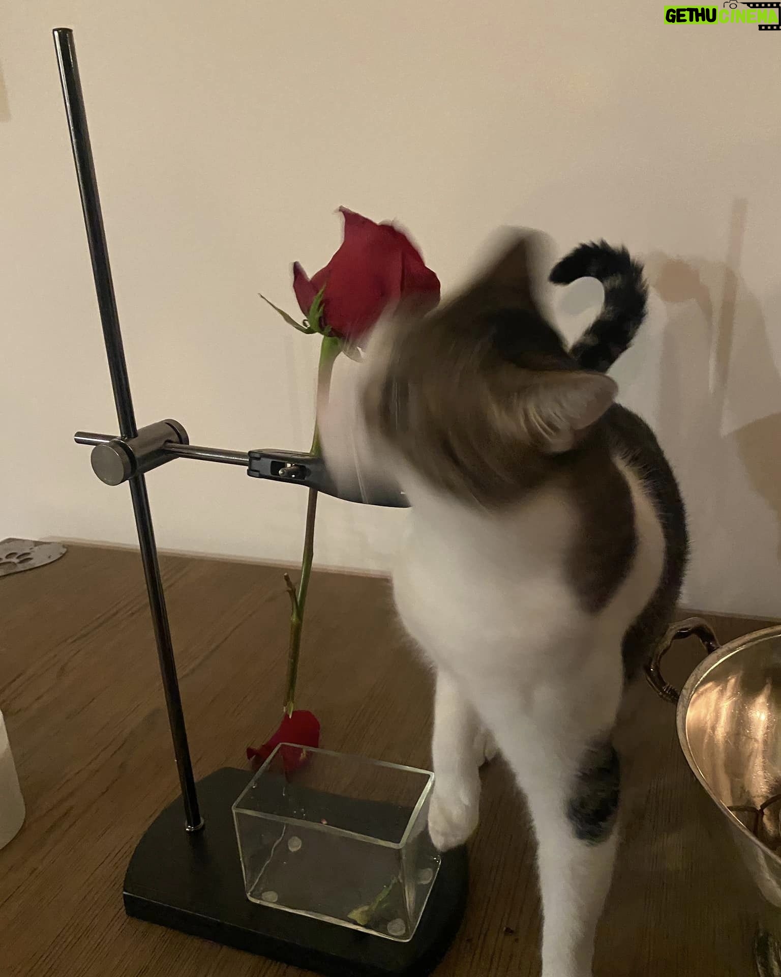 Alicia Goranson - 736 Likes - Hate on this high holiday all you want. But sometimes it’s simply about wine and chocolate and giving your Princess a rose.