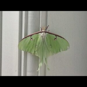 Alicia Goranson Instagram - Lunar Moth