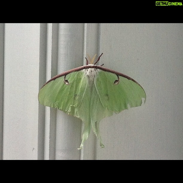 Alicia Goranson - 128 Likes - Lunar Moth