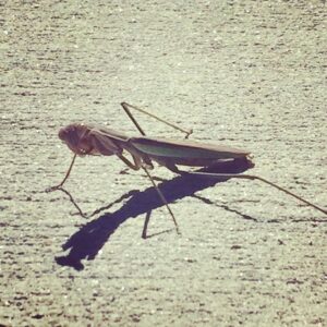 Alicia Goranson Instagram - Sidewalk Mantis