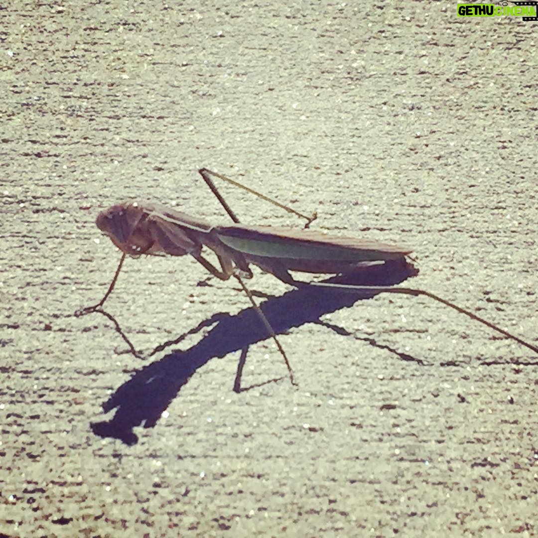 Alicia Goranson - 121 Likes - Sidewalk Mantis